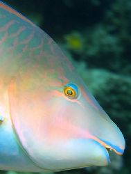 Parrot fish taken at Sharksbay with Olympus E300, by Nikki Van Veelen 